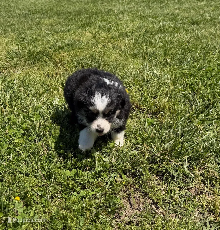 Val – Toy Australian Shepherd puppy for sale in Sarcoxie, MO