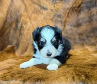 Val, a female Toy Australian Shepherd for sale in Sarcoxie, MO – Photo 5 of 10