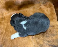 Val, a female Toy Australian Shepherd for sale in Sarcoxie, MO – Photo 10 of 10