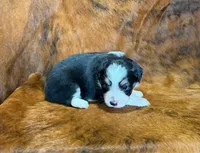 Val, a female Toy Australian Shepherd for sale in Sarcoxie, MO – Photo 2 of 10