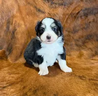 Val, a female Toy Australian Shepherd for sale in Sarcoxie, MO – Photo 4 of 10