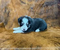 Val, a female Toy Australian Shepherd for sale in Sarcoxie, MO – Photo 7 of 10