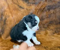 Val, a female Toy Australian Shepherd for sale in Sarcoxie, MO – Photo 3 of 10