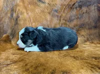 Val, a female Toy Australian Shepherd for sale in Sarcoxie, MO – Photo 9 of 10