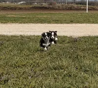 Chloe, a female Pembroke Welsh Corgi and Toy Australian Shepherd for sale in Sarcoxie, MO – Photo 2 of 10