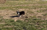 Chloe, a female Pembroke Welsh Corgi and Toy Australian Shepherd for sale in Sarcoxie, MO – Photo 5 of 10