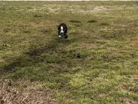 Chloe, a female Pembroke Welsh Corgi and Toy Australian Shepherd for sale in Sarcoxie, MO – Photo 4 of 10