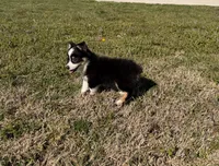 Chloe, a female Pembroke Welsh Corgi and Toy Australian Shepherd for sale in Sarcoxie, MO – Photo 10 of 10