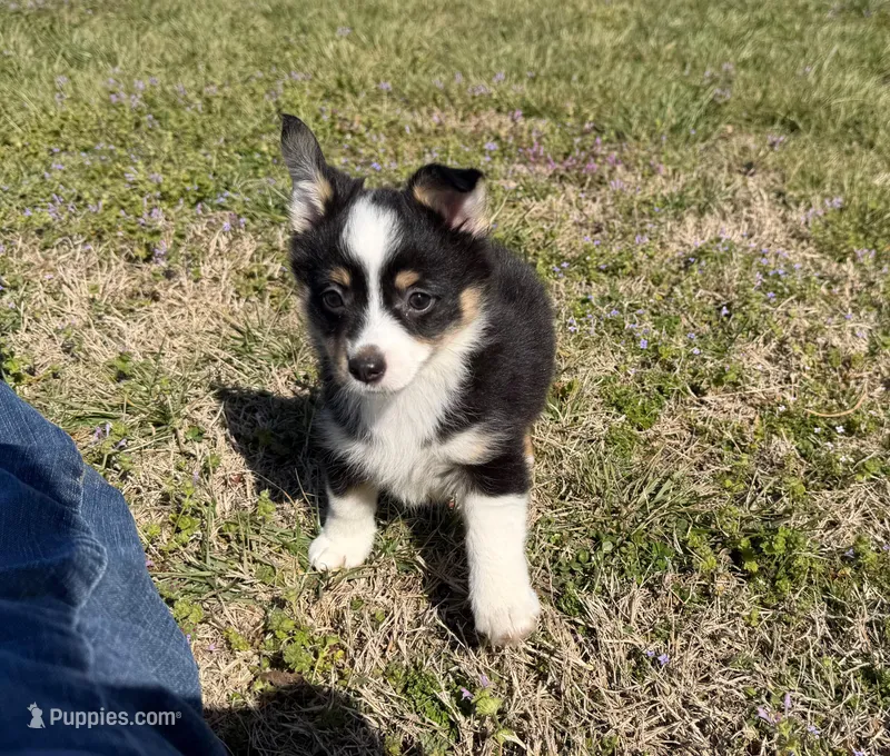 Chloe – Pembroke Welsh Corgi, Toy Australian Shepherd puppy for sale in Sarcoxie, MO