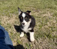 Chloe, a female Pembroke Welsh Corgi and Toy Australian Shepherd for sale in Sarcoxie, MO – Photo 1 of 10