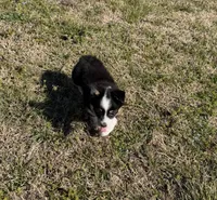 Chloe, a female Pembroke Welsh Corgi and Toy Australian Shepherd for sale in Sarcoxie, MO – Photo 9 of 10