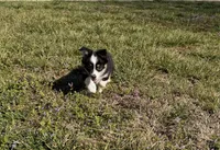 Chloe, a female Pembroke Welsh Corgi and Toy Australian Shepherd for sale in Sarcoxie, MO – Photo 6 of 10