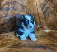 Chloe, a female Pembroke Welsh Corgi and Toy Australian Shepherd for sale in Sarcoxie, MO – Photo 2 of 9