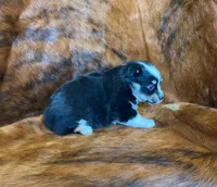 Chloe, a female Pembroke Welsh Corgi and Toy Australian Shepherd for sale in Sarcoxie, MO – Photo 8 of 9