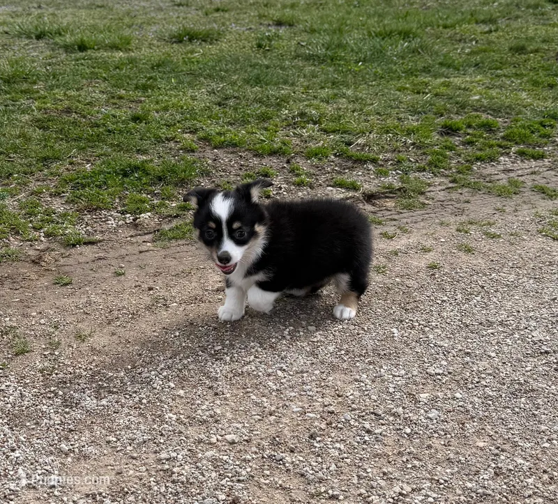 Chloe – Pembroke Welsh Corgi, Toy Australian Shepherd puppy for sale in Sarcoxie, MO