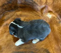 Chloe, a female Pembroke Welsh Corgi and Toy Australian Shepherd for sale in Sarcoxie, MO – Photo 9 of 9