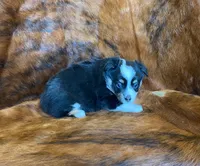 Chloe, a female Pembroke Welsh Corgi and Toy Australian Shepherd for sale in Sarcoxie, MO – Photo 7 of 9