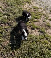 Chloe, a female Pembroke Welsh Corgi and Toy Australian Shepherd for sale in Sarcoxie, MO – Photo 8 of 10
