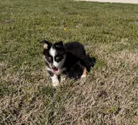 Chloe, a female Pembroke Welsh Corgi and Toy Australian Shepherd for sale in Sarcoxie, MO – Photo 7 of 10