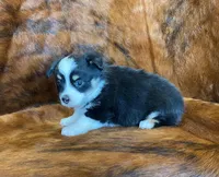 Chloe, a female Pembroke Welsh Corgi and Toy Australian Shepherd for sale in Sarcoxie, MO – Photo 5 of 9