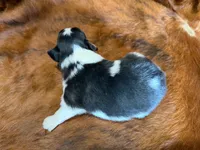 Chip, a male Miniature Australian Shepherd for sale in Sarcoxie, MO – 9 of 9