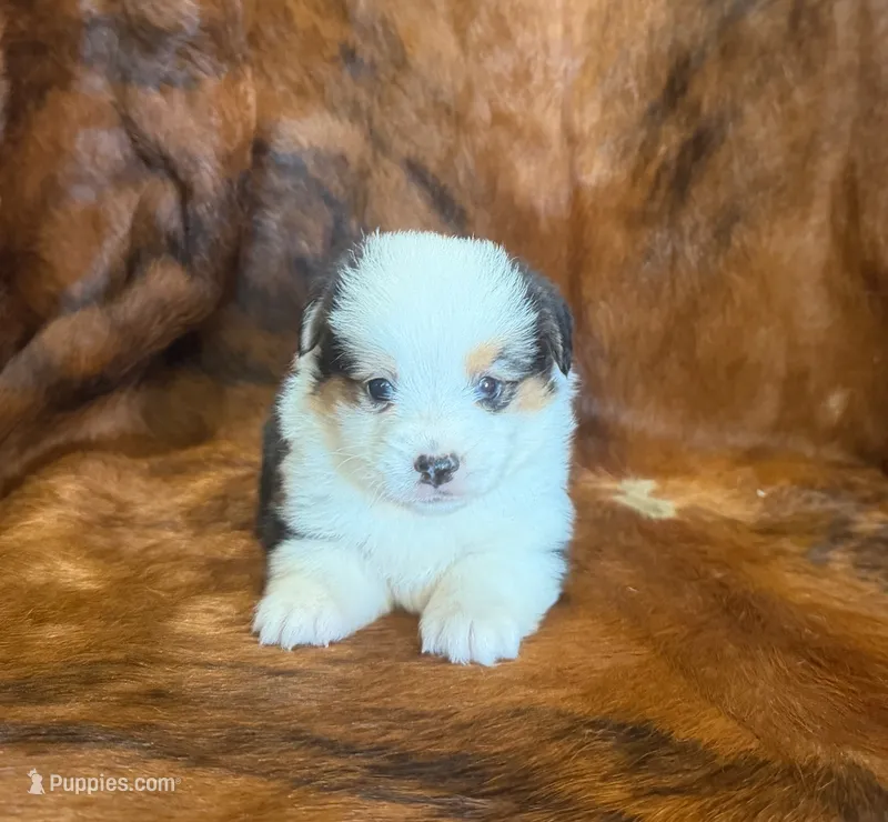 Leo – Pembroke Welsh Corgi, Toy Australian Shepherd puppy for sale in Sarcoxie, MO