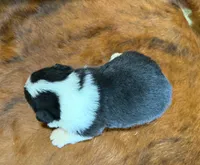 Daisy, a female Pembroke Welsh Corgi and Toy Australian Shepherd for sale in Sarcoxie, MO – 8 of 8