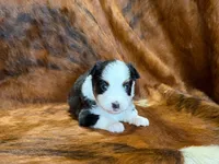 Reba, a female Miniature Australian Shepherd for sale in Sarcoxie, MO – 5 of 9
