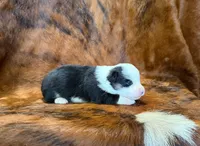 Luna, a female Pembroke Welsh Corgi and Toy Australian Shepherd for sale in Sarcoxie, MO – 6 of 9