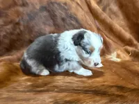 Cowboy, a  Miniature Australian Shepherd for sale in Sarcoxie, MO – 2 of 10