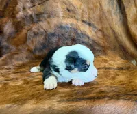 Ranger, a male Pembroke Welsh Corgi and Toy Australian Shepherd for sale in Sarcoxie, MO – 6 of 9