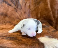 Pearl, a female Pembroke Welsh Corgi and Toy Australian Shepherd for sale in Sarcoxie, MO – 6 of 8
