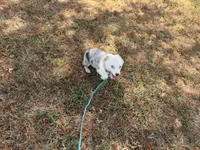 Jazz, a male Pembroke Welsh Corgi and Toy Australian Shepherd for sale in Sarcoxie, MO – 9 of 10