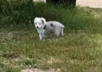 Jaz, a male Pembroke Welsh Corgi and Toy Australian Shepherd for sale in Sarcoxie, MO – 1 of 10