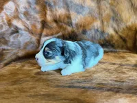 Chip, a male Miniature Australian Shepherd for sale in Sarcoxie, MO – 2 of 9