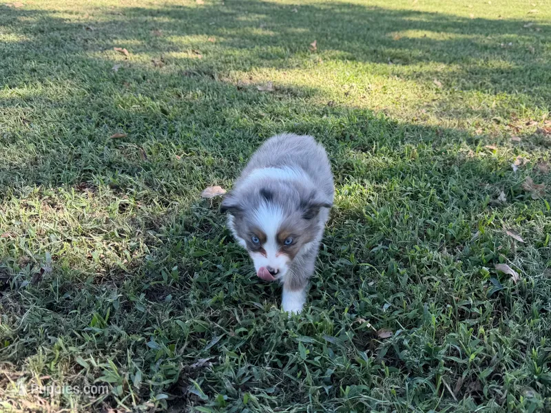 Ace – Miniature Australian Shepherd puppy for sale in Sarcoxie, MO