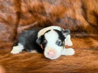 Lucky, a male Miniature Australian Shepherd for sale in Sarcoxie, MO – 2 of 10