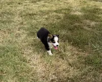 Prince, a male Pembroke Welsh Corgi and Toy Australian Shepherd for sale in Sarcoxie, MO – 9 of 10