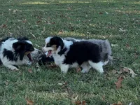 Lucky, a male Miniature Australian Shepherd for sale in Sarcoxie, MO – 2 of 10