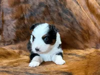 Reba, a female Miniature Australian Shepherd for sale in Sarcoxie, MO – 6 of 9