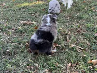 Tiger, a male Miniature Australian Shepherd and Toy Australian Shepherd for sale in Sarcoxie, MO – 9 of 10