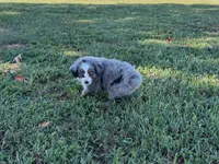 Ace, a male Miniature Australian Shepherd and Toy Australian Shepherd for sale in Sarcoxie, MO – 3 of 10