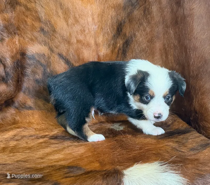 Ranger – Pembroke Welsh Corgi, Toy Australian Shepherd puppy for sale in Sarcoxie, MO