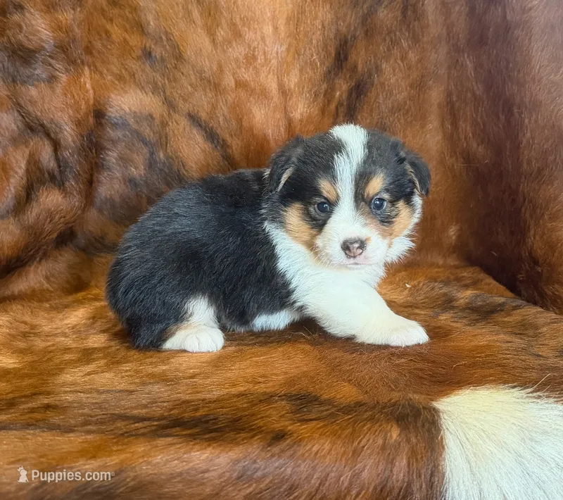 Daisy – Pembroke Welsh Corgi, Toy Australian Shepherd puppy for sale in Sarcoxie, MO