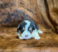 Daisy, a female Pembroke Welsh Corgi and Toy Australian Shepherd for sale in Sarcoxie, MO – 3 of 8