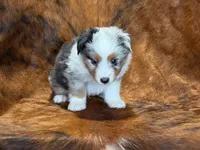 Cowboy, a male Miniature Australian Shepherd and Toy Australian Shepherd for sale in Sarcoxie, MO – 4 of 10