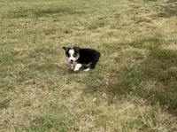 Prince, a male Pembroke Welsh Corgi and Toy Australian Shepherd for sale in Sarcoxie, MO – 5 of 10