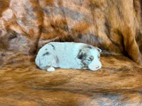 Ace, a male Miniature Australian Shepherd for sale in Sarcoxie, MO – 8 of 10