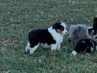 Lucky, a male Miniature Australian Shepherd for sale in Sarcoxie, MO – 3 of 10