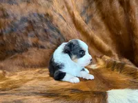 Reba, a female Miniature Australian Shepherd for sale in Sarcoxie, MO – 9 of 9